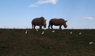 Rhinos keeping a close eye on us