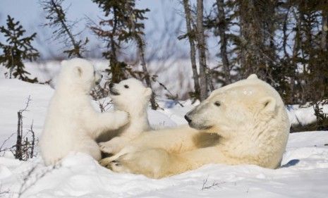 More and more polar bears are leaving their icy homes in search of food and shelter on land.