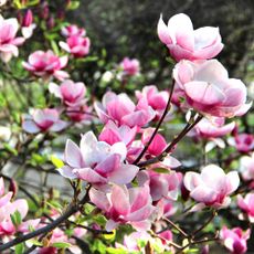 magnolia with pink flowers