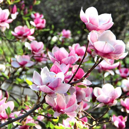 magnolia with pink flowers