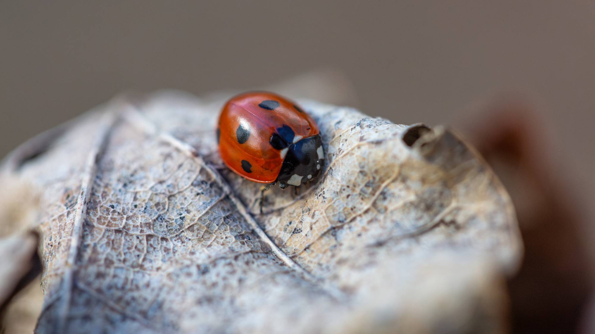 A ladybug on a dead leaf