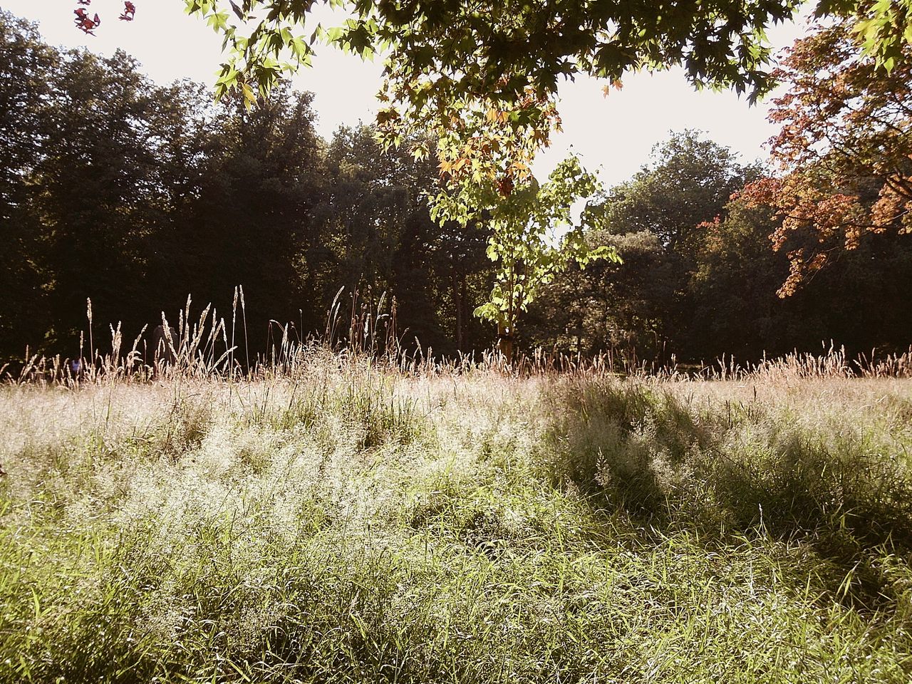 Image taken using the Camp Snap 2