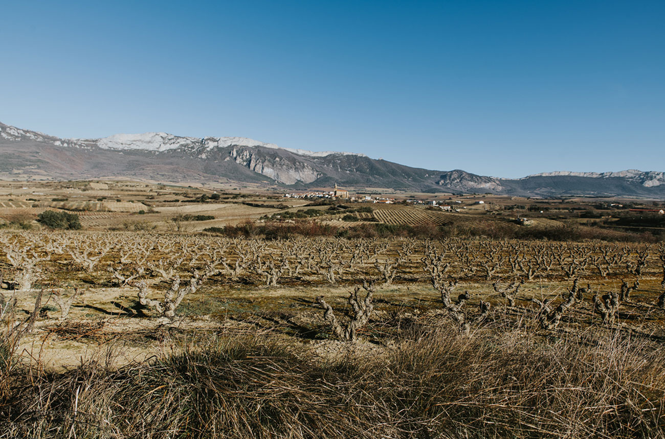 La Rioja alta vineyard image, in Spain