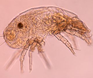 microscopic image of mould mite on pink background