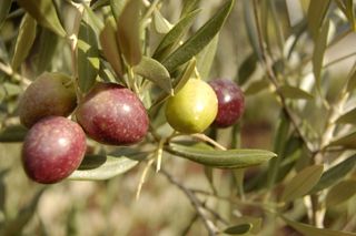 A close-up of a picual olive tree