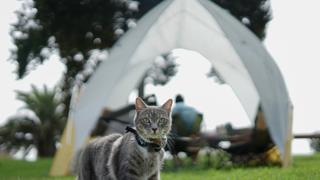 Grey cat standing in front of a tent in a field