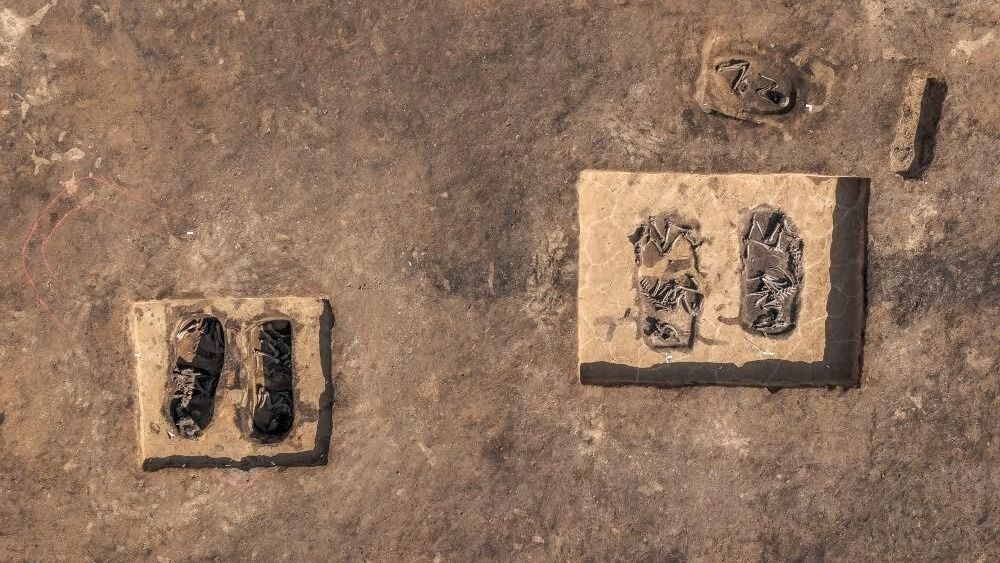 An aerial view of a burial containing animal remains and a chariot. 