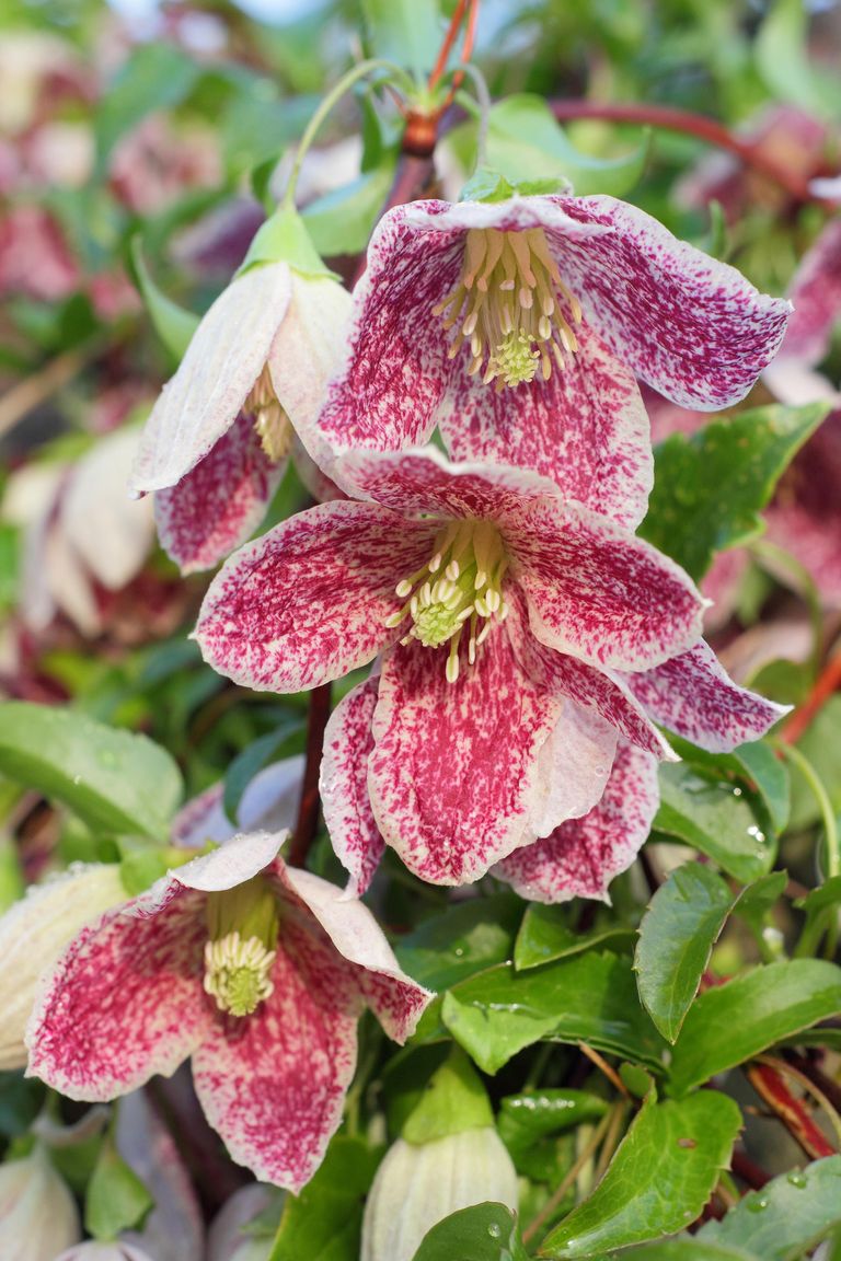 Best winter flowers 14 ideas to brighten up your garden Homes & Gardens