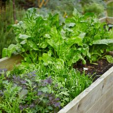 Salad leaves including lettuce growing in wooden raised vegetable planter