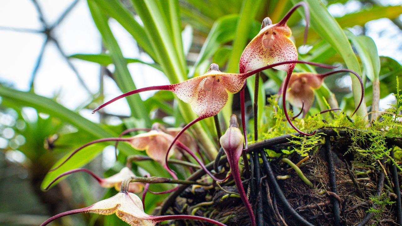 Monkey orchid – Dracula simia – growing in hanging basket