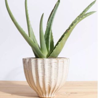 Ceramic Acorn Planter