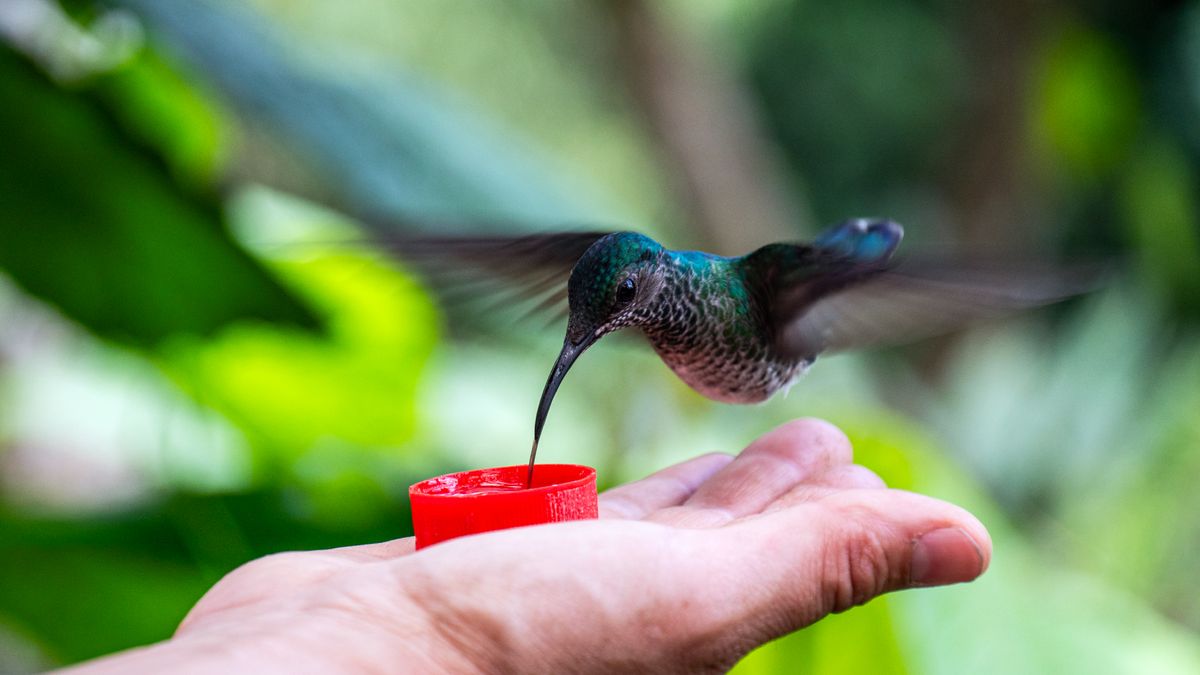 How to Hand-Feed Hummingbirds – 6 Critical Secrets to Enjoy This Heartwarming Garden Experience