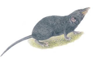 The newfound Palawan moss shrew has strong front feet and a fuzzy tail.