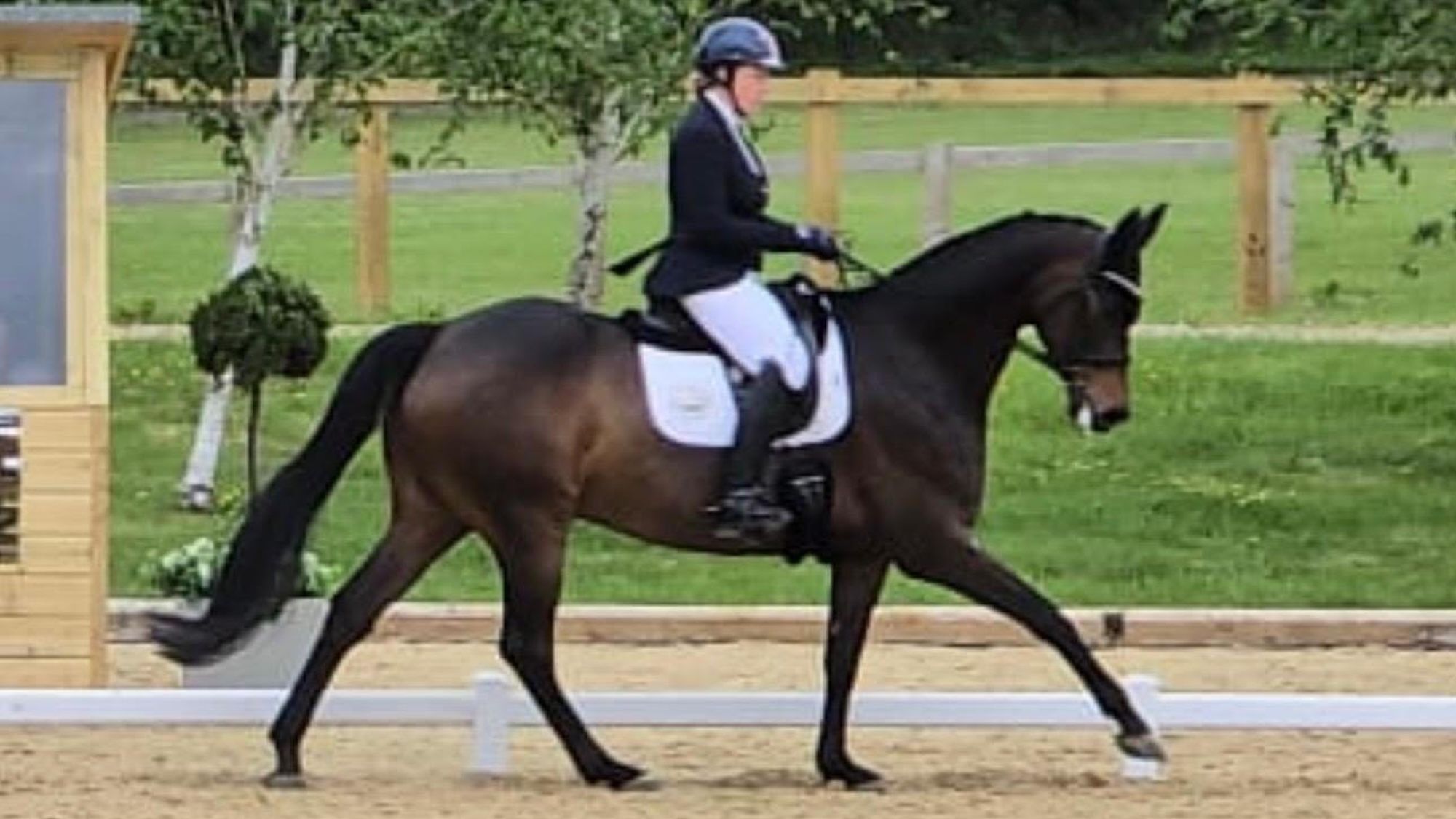 Meet the horse bought for £1, who overcame kissing spines – and a broken leg – and is competing at the national championships