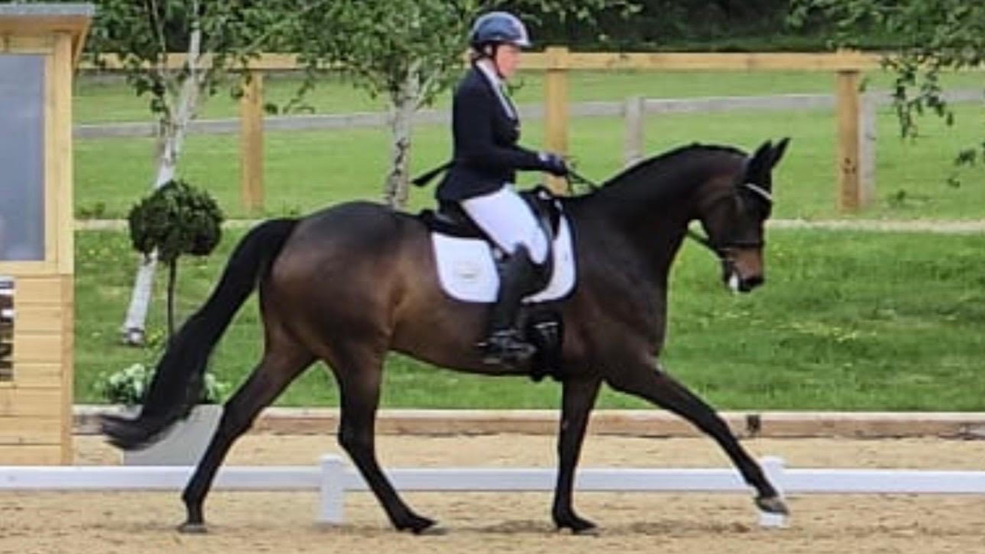 Bay gelding Hawtins Figaro in dressage competition