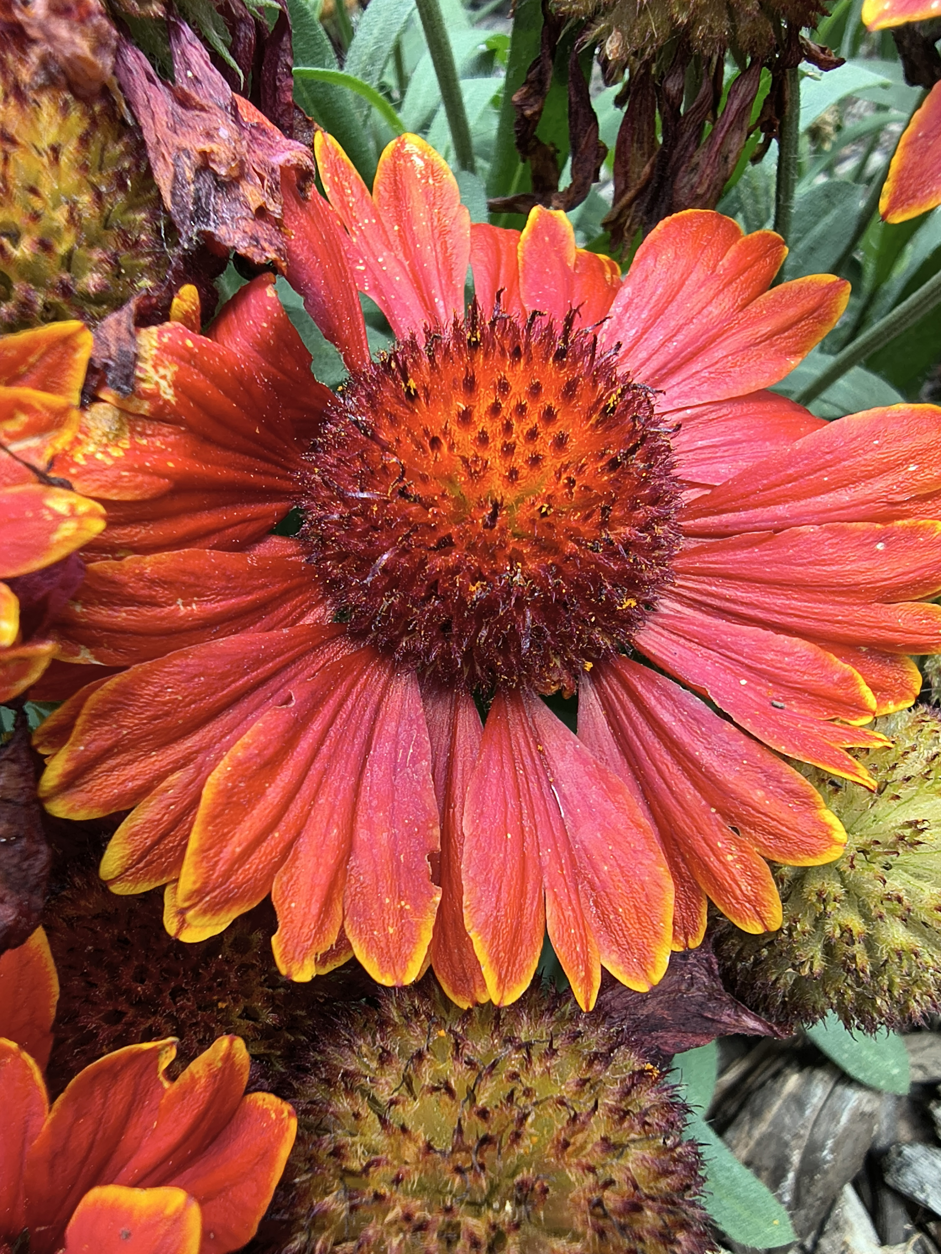 A macro camera sample from the Motorola Edge 2025