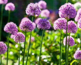 purple alliums