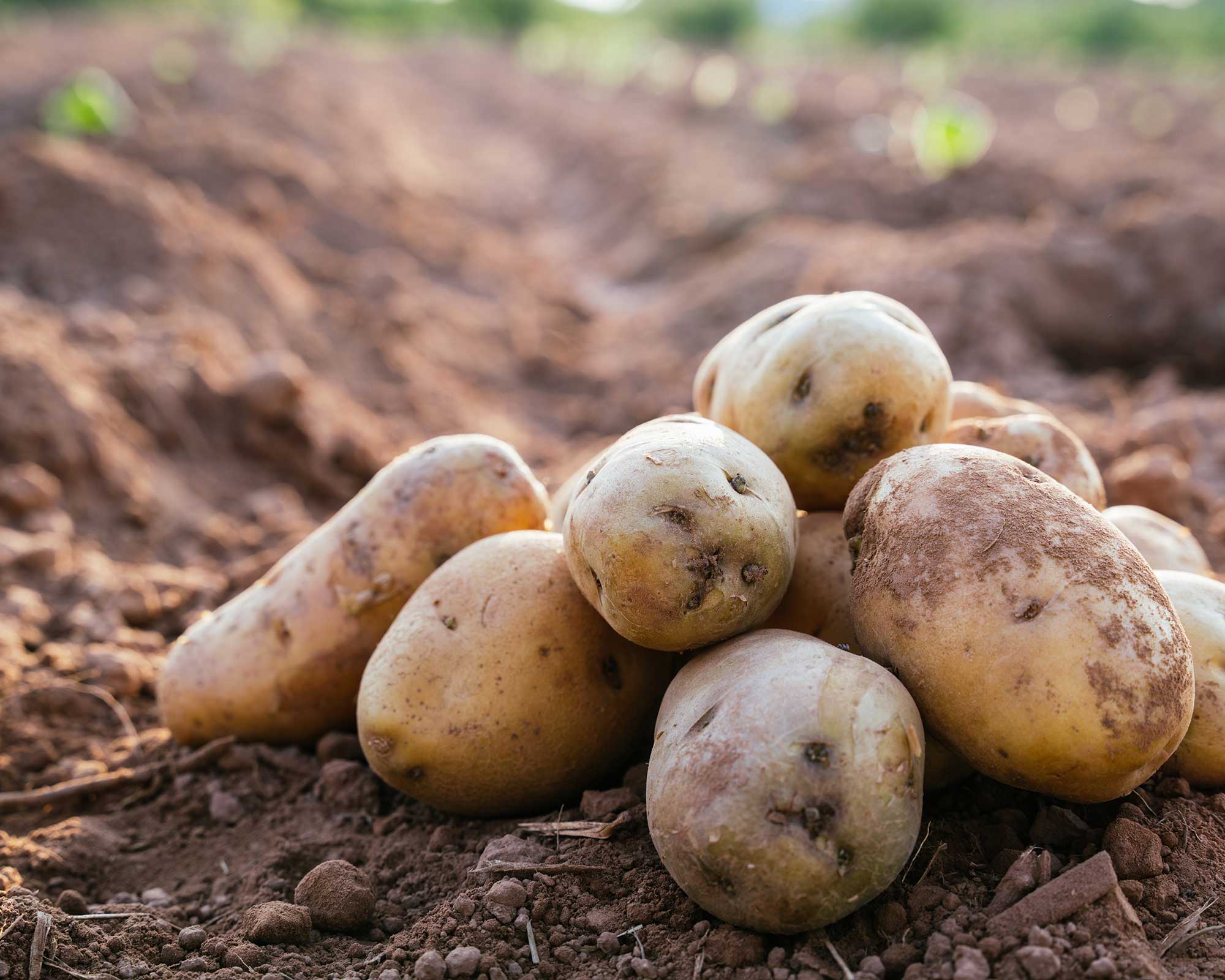 Potato Blight - Layla Zara