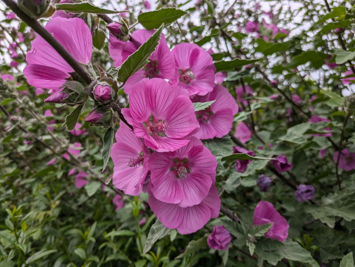 A photo taken on the Google Pixel 8a