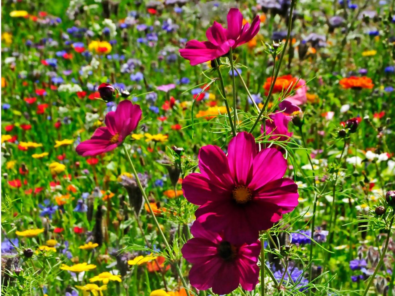 Meadow Of Wildflowers