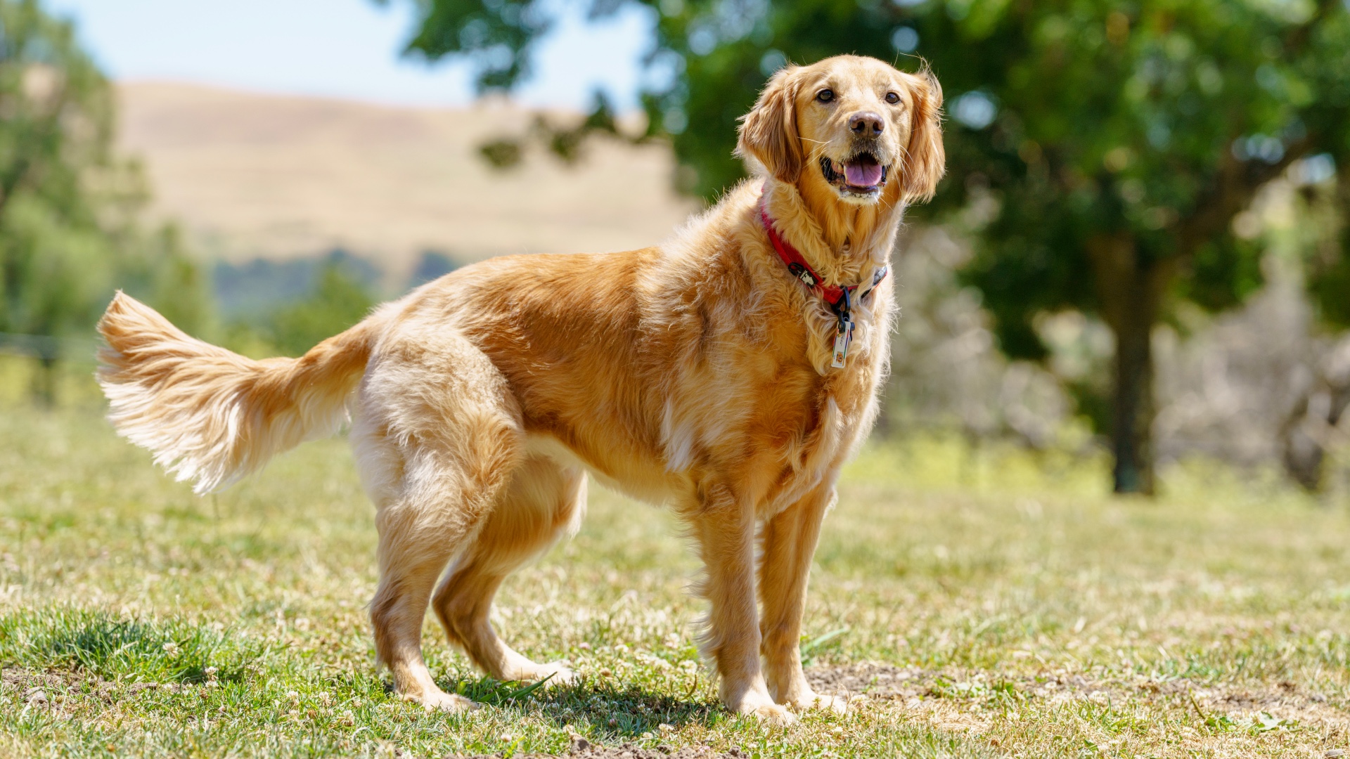 Golden retriever