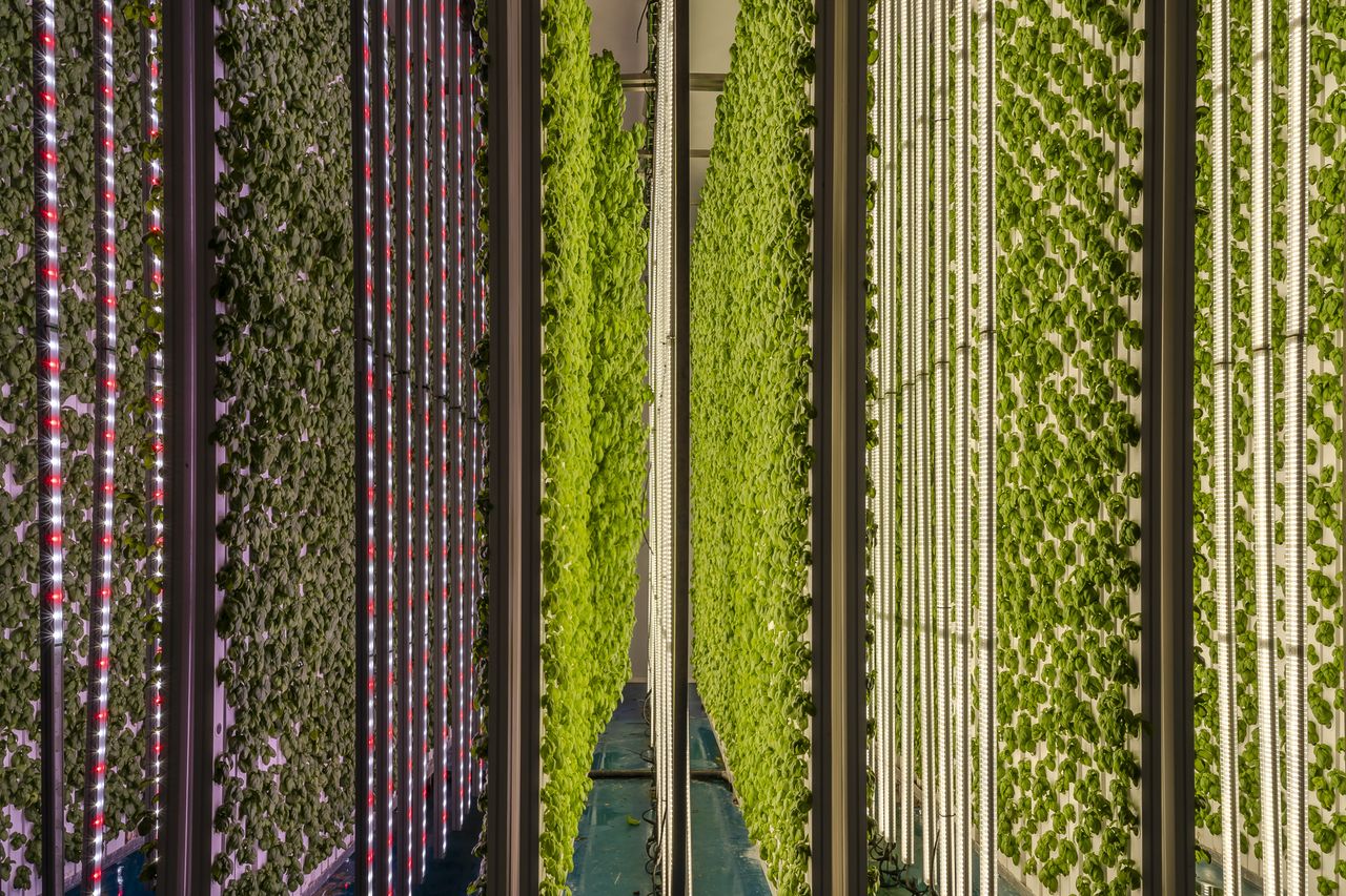 Racks of edible plants being grown inside