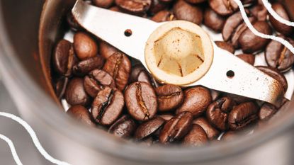 picture of an electric coffee grinder filled with beans