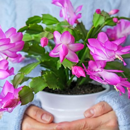 Person in blue sweater holds Thanksgiving cactus in full bloom