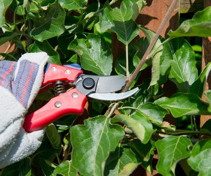 When to prune fruit trees? Experts reveal the best timings | Homes ...