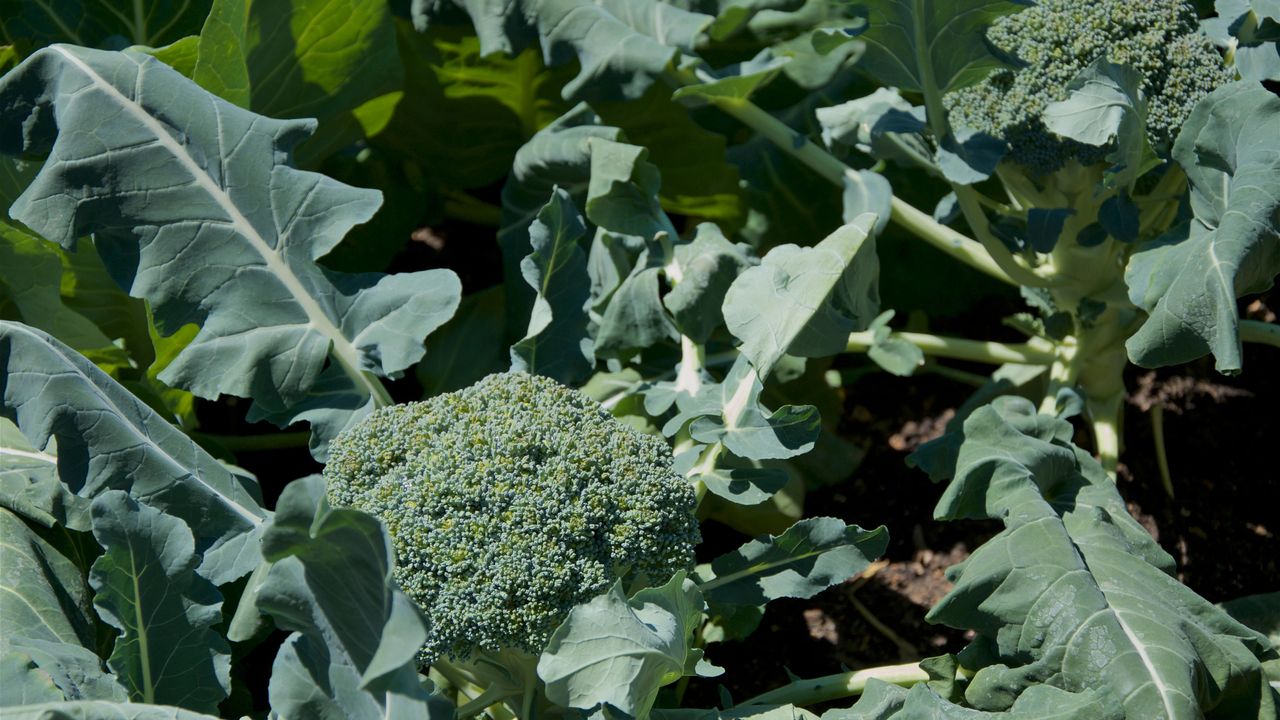 How to grow calabrese our green broccoli planting guide GardeningEtc