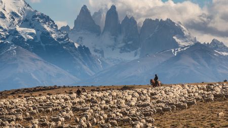 Farmer on horseback herding flock of sheep amid backdrop of stunning mountains. 
