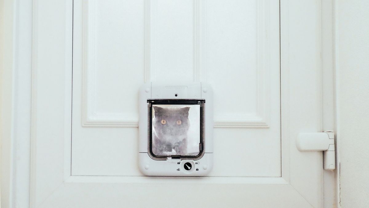 How to install a pet door in 9 easy steps PetsRadar