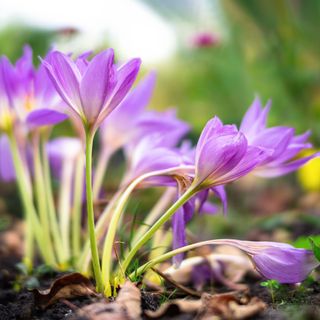 Lilac flowers of Colchicum autumnale, also known as autumn crocus or naked ladies