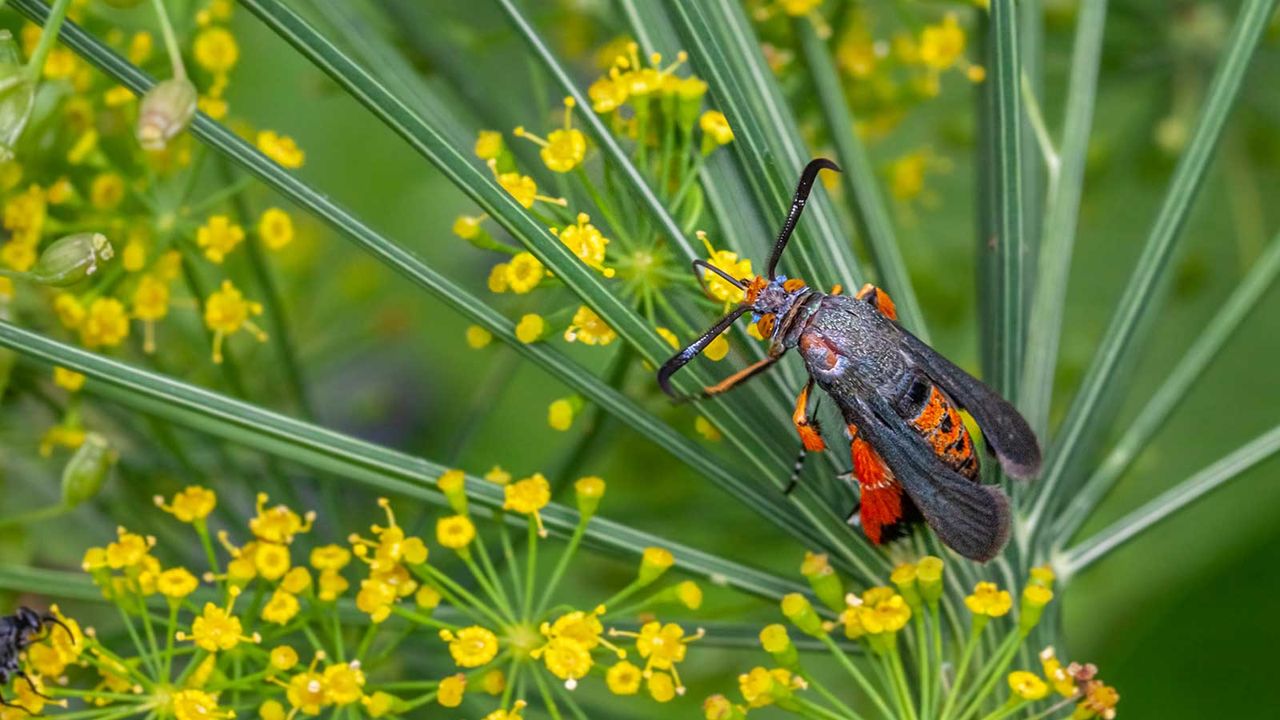 squash vine borer moth on plant