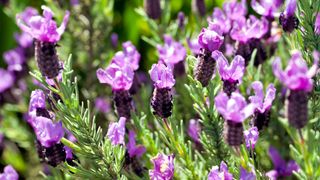 French lavender flowers