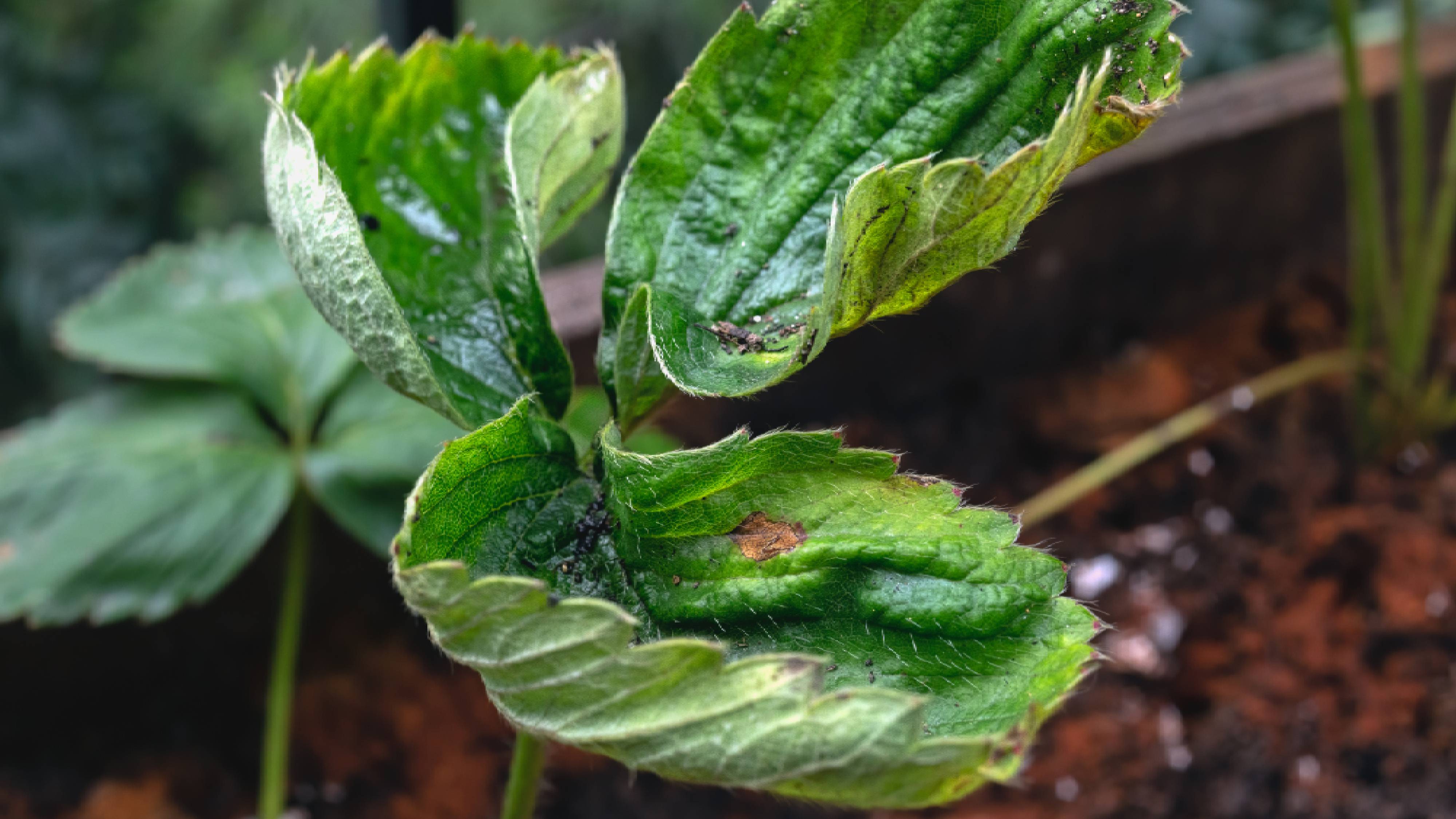 Brown spots on strawberry plant leaf 