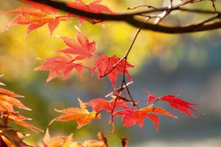 autumnal tree colour