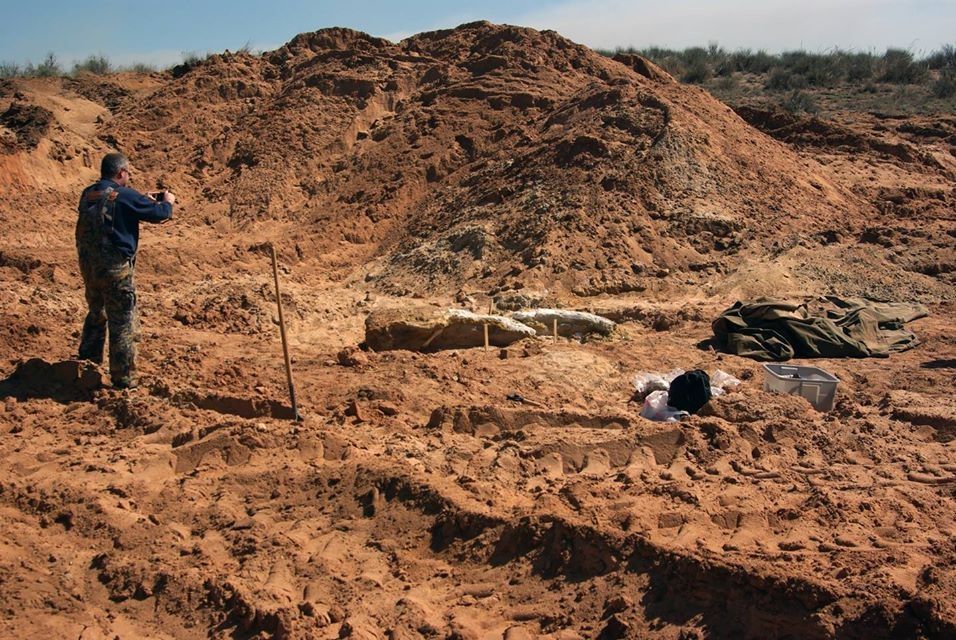 A skull and two tusk fragments from a Columbian mammoth, found in a sand it in Oklahoma.