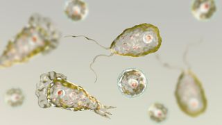 An illustration of Naegleria-fowleri, the brain-eating amoeba.