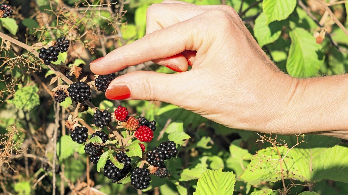 Harvesting Blackberry Plants Learn When And How To Pick Blackberries Gardening Know How