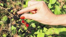 Person Harvesting Blackberries