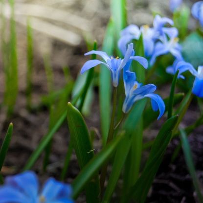 Blue Siberian Squill Plant