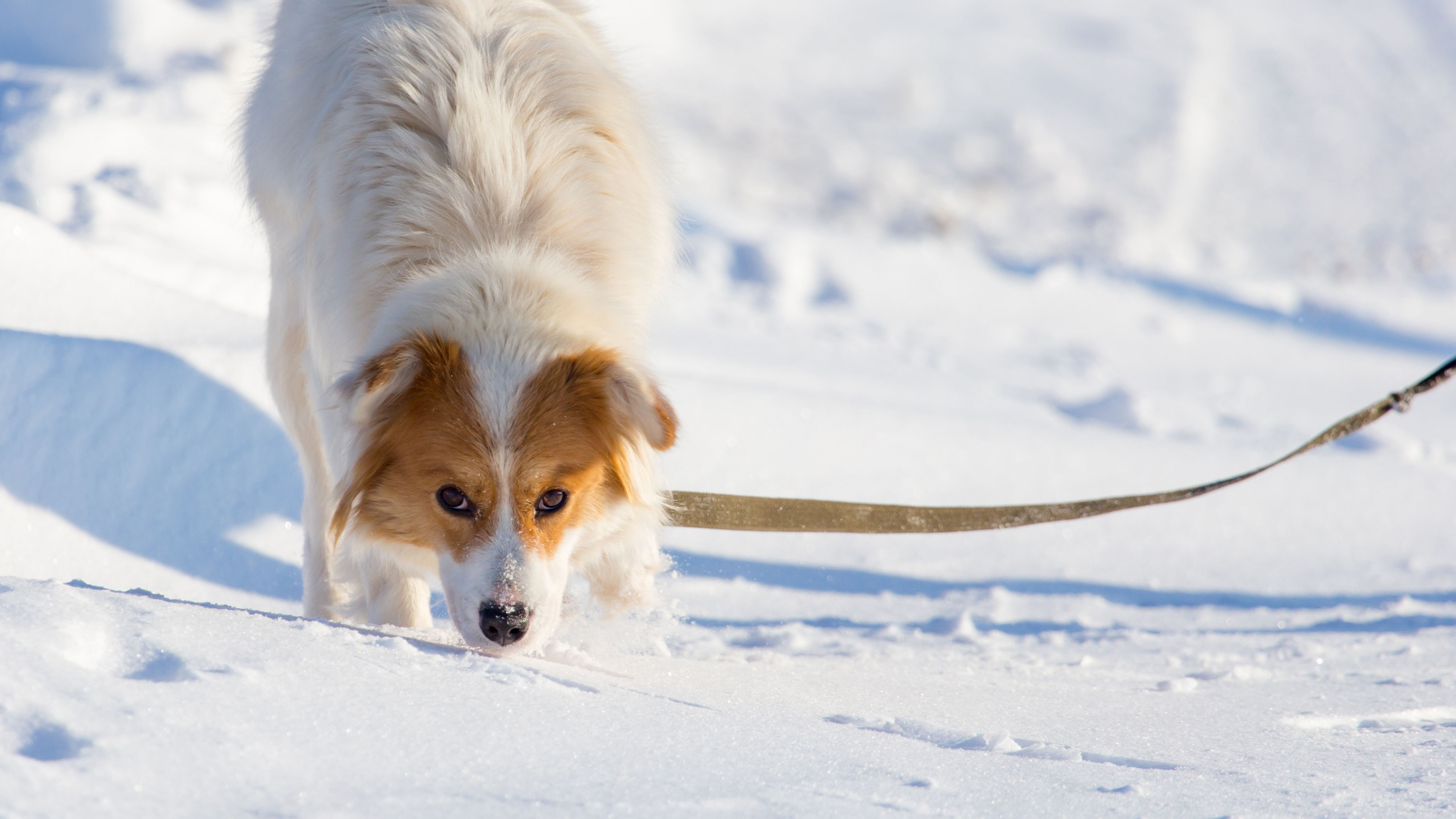 Dog eating snow