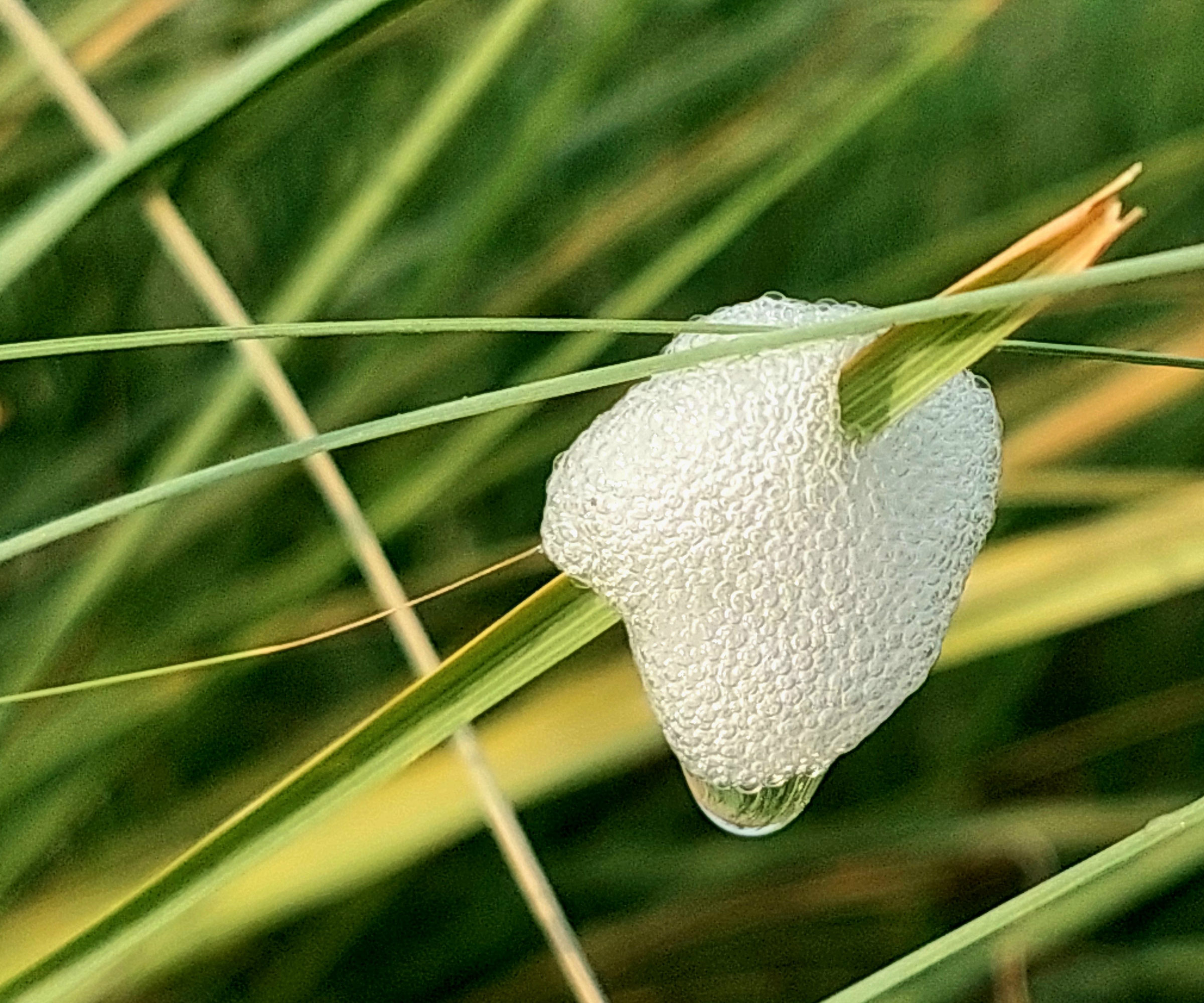 spittlebug foam on blades of grass