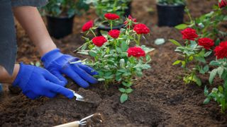 Planting roses in the soil