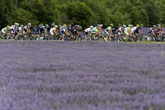 The peloton pass the lavender fields