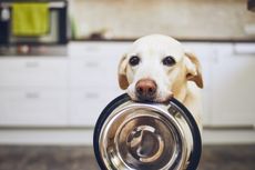 dog holding food bowl