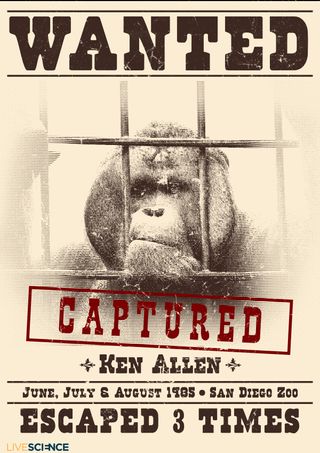 Animal Escapes - Ken Allen the Orangutan