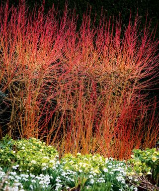 paperbark maple plant bark and stems with flower plants