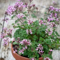 Pelargonium 'Deerwood Lavender Lass' 2L pot: £15.95 | Sarah Raven